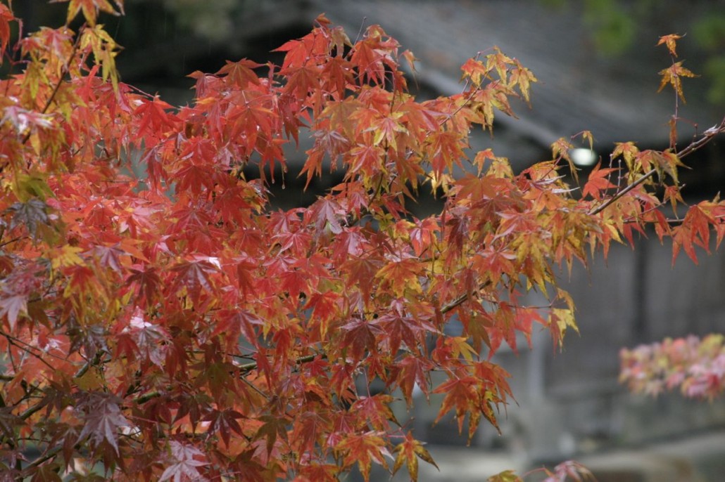 Kurokawa…